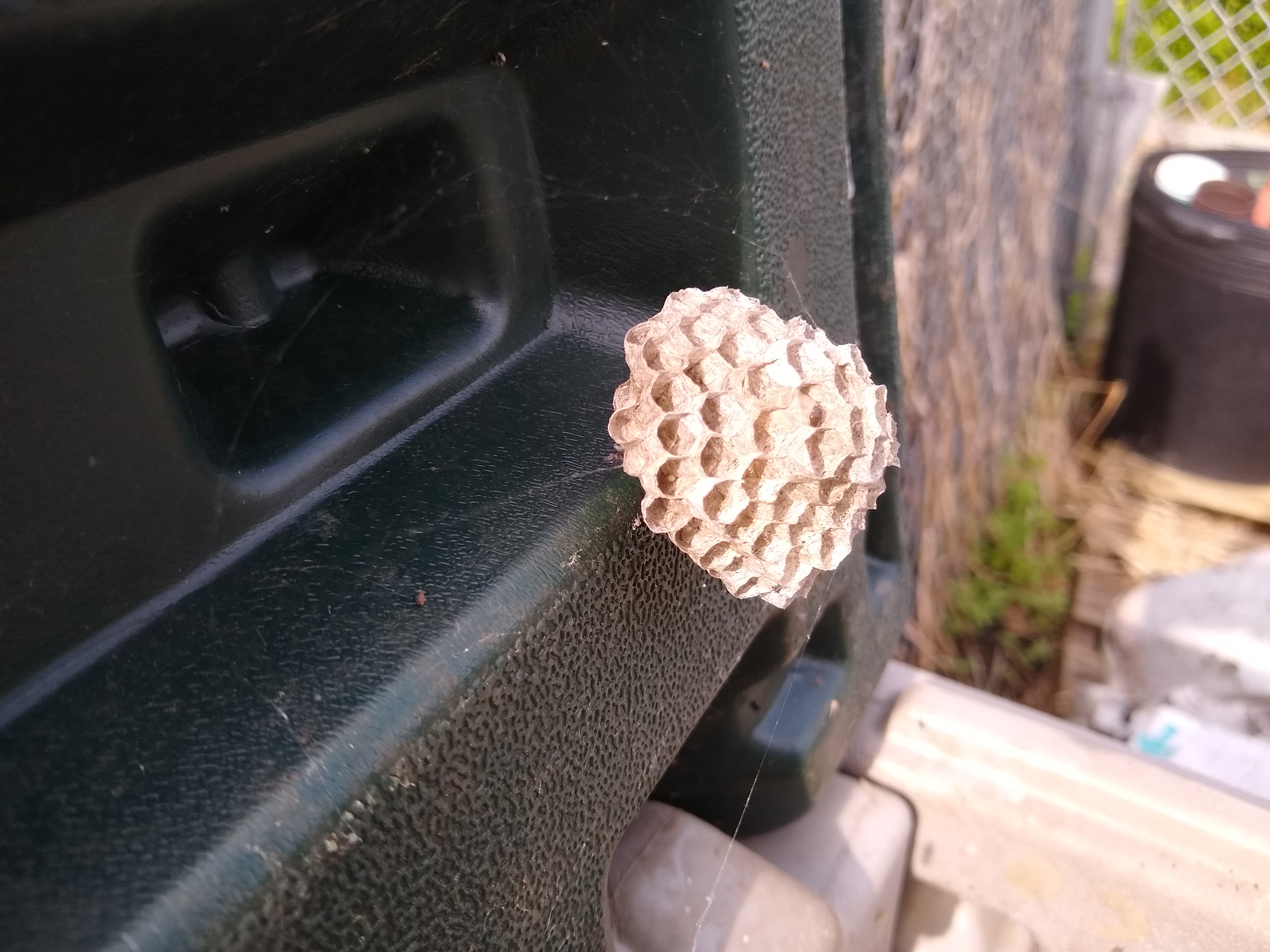 A wasp nest.